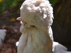 Check out this fancy chicken from Monet's garden!