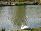 The Seine provides water to this lake in the middle of the Vincennes Woods, which is home to lots of birds, including swans!