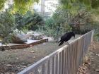 A crow at the Botanical Gardens... they're such beautiful, smart birds!
