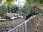 A crow at the Botanical Gardens... they're such beautiful, smart birds!