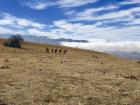 Wild horses grazing above the clouds at 11,000 feet above sea level. 