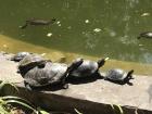 A group of turtles sunbathing along the edge of the botanic garden pond. 