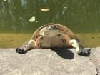 A sunbathing turtle called "tortuga cabeza de sapo" which means turtle with a toad head. 