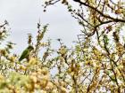 Uruguay is home to many beautiful birds. This wild parrot is blending into a tropical tree as he eats fruits to fill up for the day! 