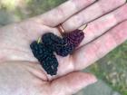 Found all over the jungles, blackberries cover trees and bushes. These are just some of the fruits eaten by tapirs. Imagine how many they have to eat to be full! 