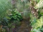 Do you love swimming? You have that in common with the tapir. They love to lounge in streams like this for hours. What a life!