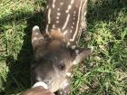 Tapi is about six months old and only stands still during meals! Here you can see his unique pattern and his gigantic, rounded mouse ears!