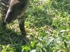 Who is this? This is Tapi the tapir! he is a curious little guy that is very excited to meet all of you! He loves to reach out with his nose and smell you!