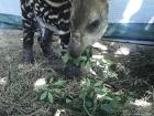 The female tapir has not been named. She has been slightly hurt and is in rehabilitation. Tapirs often do well in pairs so Tapi is keeping her company while she gets better!