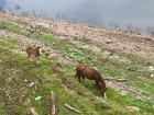 The second relative is the horse! Not only does the tapir get their fur from their horse ancestors, but also their energy! 