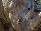 One of the closest relatives of the tapir is the rhino. This rhino lives in Arizona and I was able to meet him. His skin is thick like tapirs. Guess what? Tapirs and rhinos both of three toed feet! 