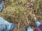 The ground was very springy on the bog