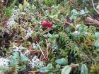 A lingonberry plant