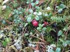 Picking wild cranberries