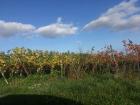 The color of the fields from the car