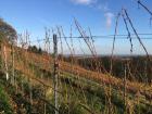Empty grape vines in the winter
