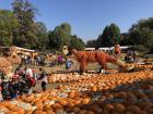 Everywhere you look there are pumpkins!