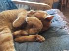 My cat, Pauli