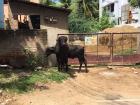 These baby water buffalo live down the street from me