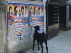 If the goats can reach the posters, they will eat the posters