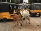The cows roam the steets and the cars, motorbikes and autos work around them