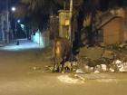 The cow and the puppy were happy to share the trash pile