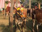 I’m still a little bit nervous around the cows, so I was very impressed at how successfully everyone decorated their cows