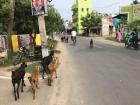 Sometimes I end up on the same route as the goats when I walk home from school