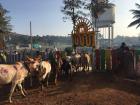 These cows had one man guiding them, and they were surprisingly well behaved