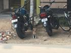 This puppy waited between the parked bikes for a chance to cross the busy street