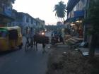 Autos, cars, bikes and bicycles all have to avoid the cows who run the streets