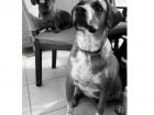 Gabriela's two dogs, Justin and Laika