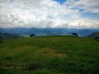 These cows have quite a nice view from their pasture