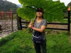 My friend Songhee discovering one of Colombia's many fascinating plants... this one served well as an umbrella!