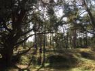 A lush, green forest 