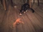 Meet Zuki, my roommate Manon's cat