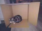 This is my roommate's cat in a box we had to wait weeks to recycle! 