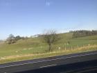 Fields of sheep on the way to Glasgow