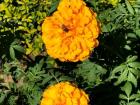 Indian honey bees on flowers