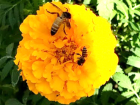 Bees visit flowers to find nectar and pollen- here are the giant and the dwarf honey bees side by side.