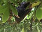 The normal nesting place of the dwarf honey bee- hidden in a bush!