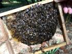 Hive boxes are filled with wooden frames, and then the bees build a comb in the frame.