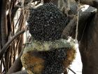Here are some bees Hema used in her research