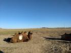 Camels are one of the five important animals in Mongolian culture