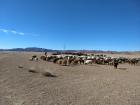 A nomadic family was moving this herd of animals to a new pasture