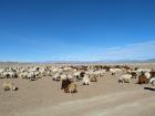 The vast grassland is the perfect environment to raise sheep and goats