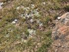 A small population of "Las Estrellas de las Nieves", looking frosty from the frozen water