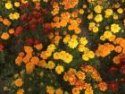 A bed of flowers surviving as the temperatures get colder