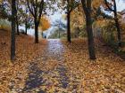 Just another photo of trees and their leaves on my walk to the train station