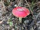 This vividly red mushroom belongs to a family of dangerous mushrooms. Despite its beautiful color, this mushroom can be lethal if eaten! 